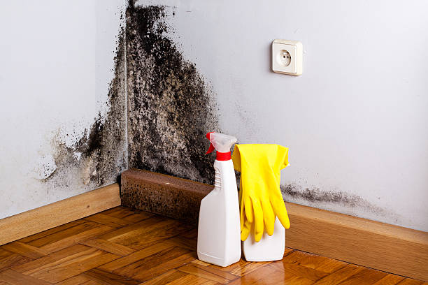 Trusted Mcconnell Af, KS Mold Removal Experts