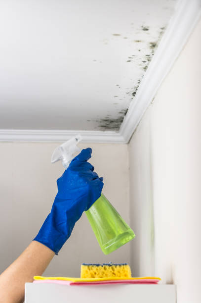 Best Best Mold Removal Companies  in Mcconnell Af, KS